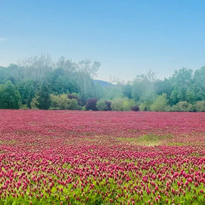 'Cover Crop' Album Download + Seed Packet! *LIMITED EDITION*